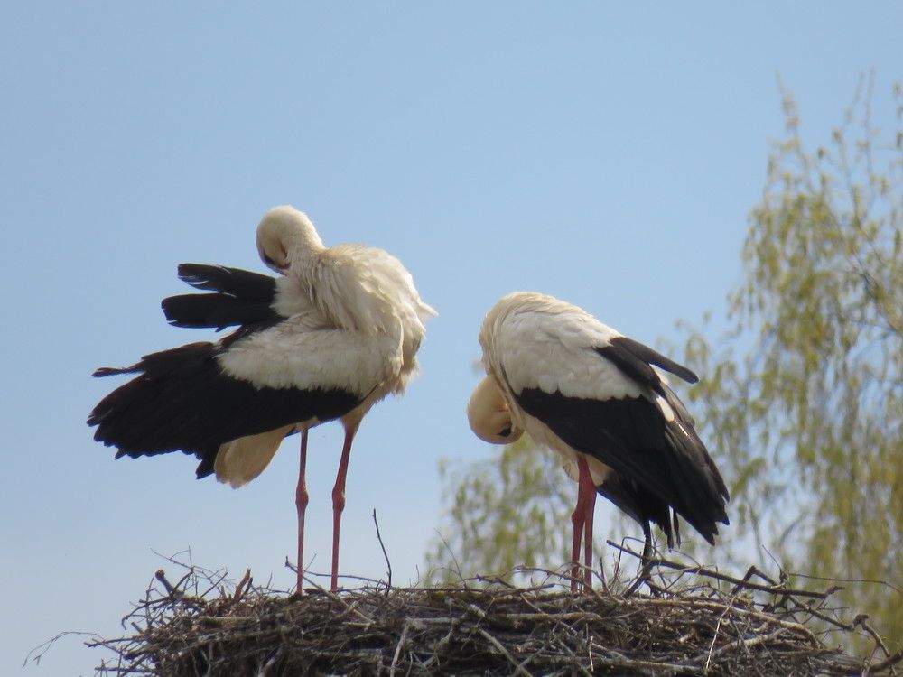 Фотография автора Ирина Лукьянчик