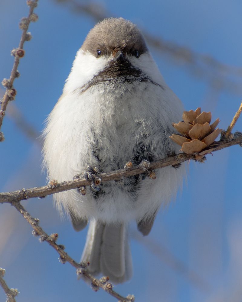 Пушканчик Гаичка