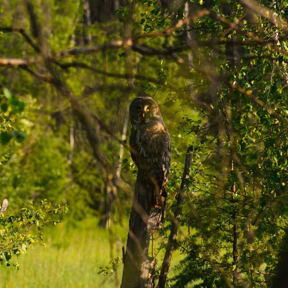 Бородатая неясыть из Якутии