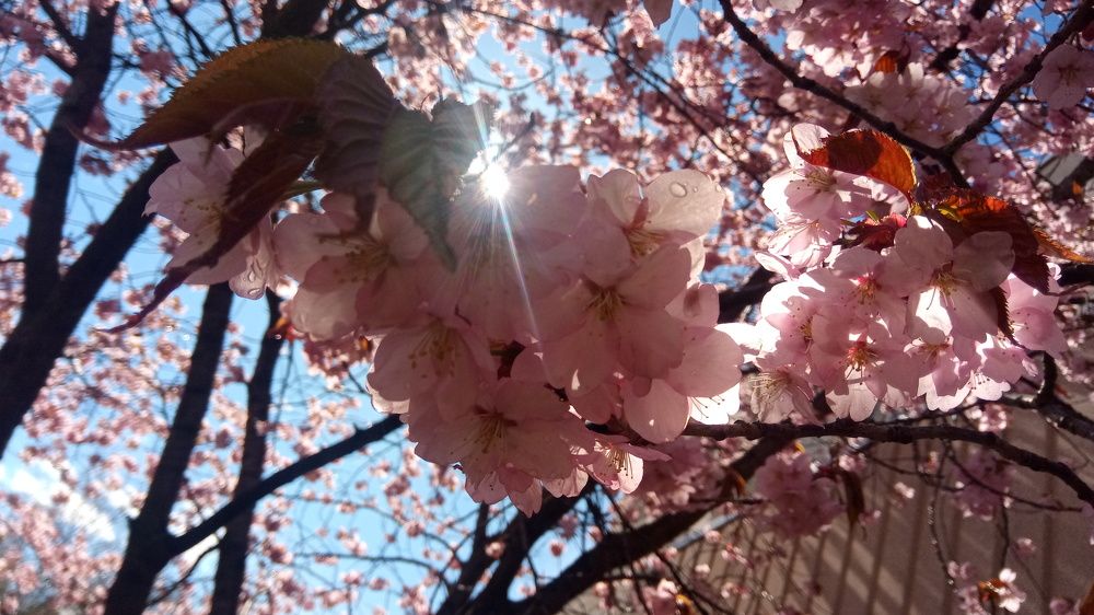 Photograph by Елена Коробкина