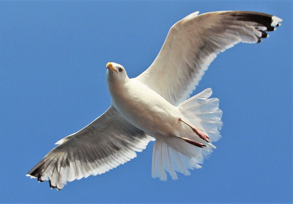 Photograph by Сергей Журавлев