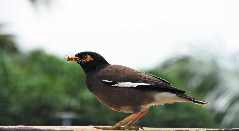 Photograph by Rajarshi Ghosh