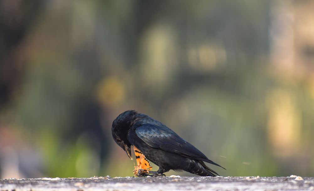 Photograph by Rajarshi Ghosh