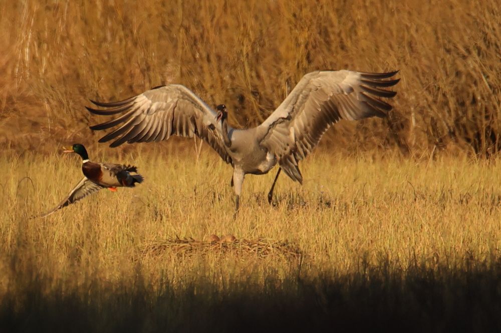 Photograph by Valdis Rapšs