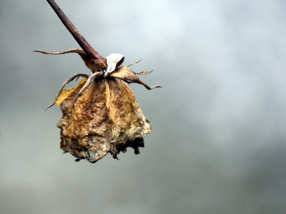 В старении есть своя прелесть... / Aging has its own charm...