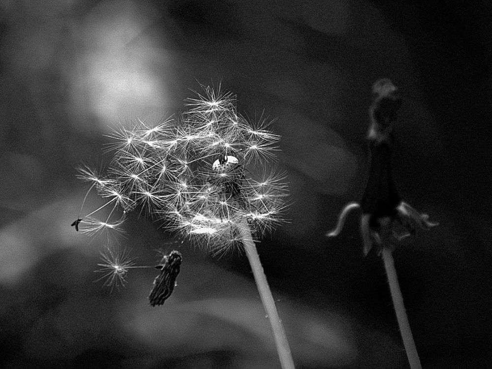 Photograph by Инна Сенкевич