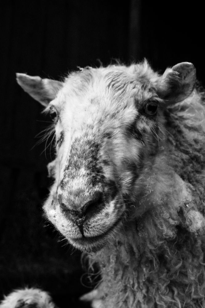 Photograph by Сусанна Аллаярова