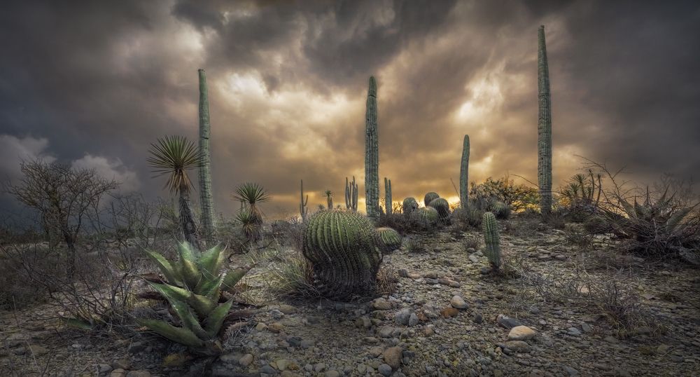 Photograph by Luis Roberto Lyons Suárez