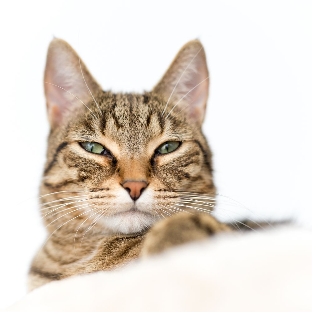 Photograph by Гребенников Сергей