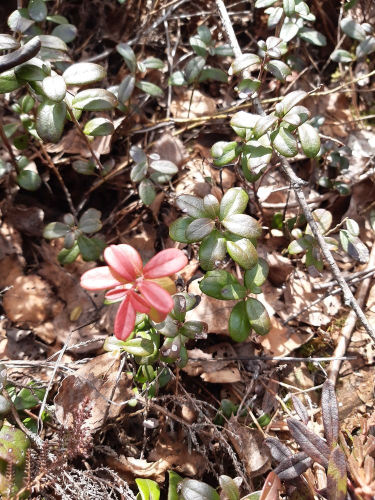 Flower blossom in the forest.