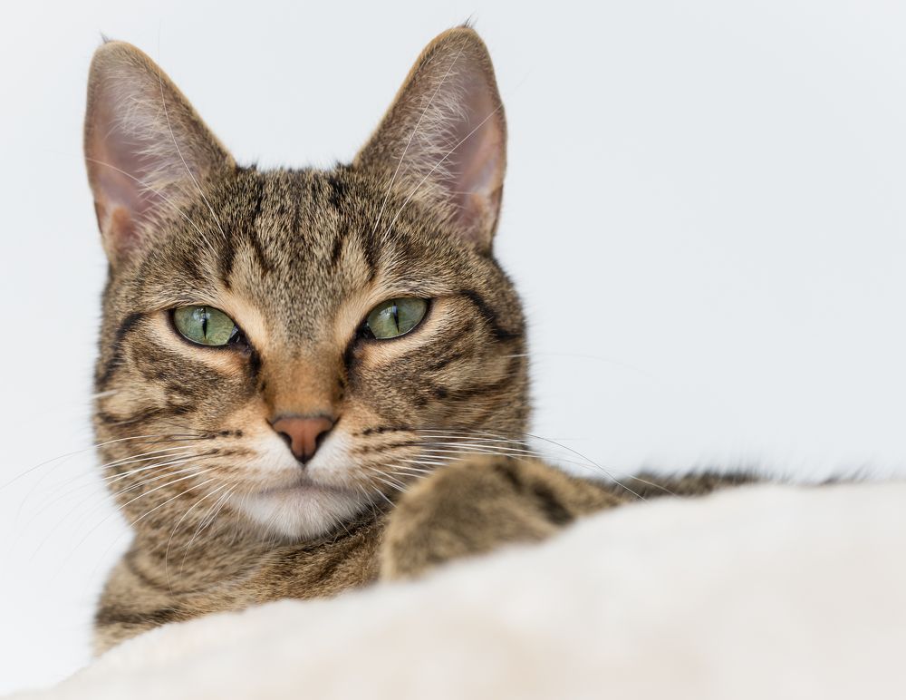 Photograph by Гребенников Сергей