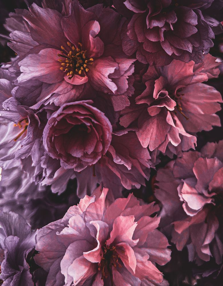 Photograph by Natalia Everatt