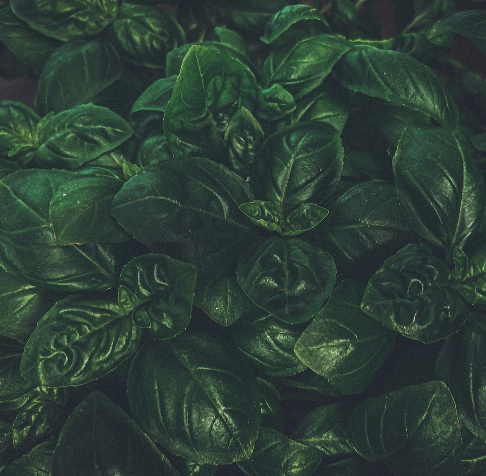 Photograph by Natalia Everatt