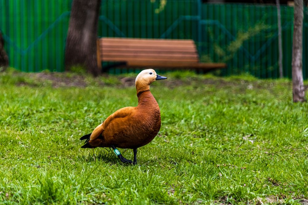 Photograph by Алексей Чеботарев