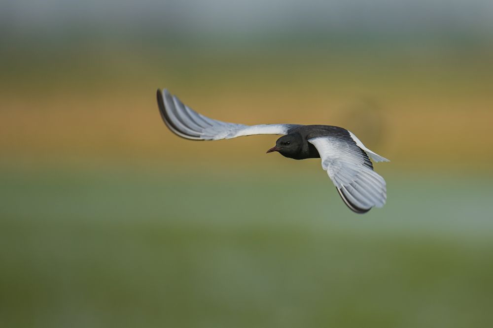 Photograph by Krzysztof Korc