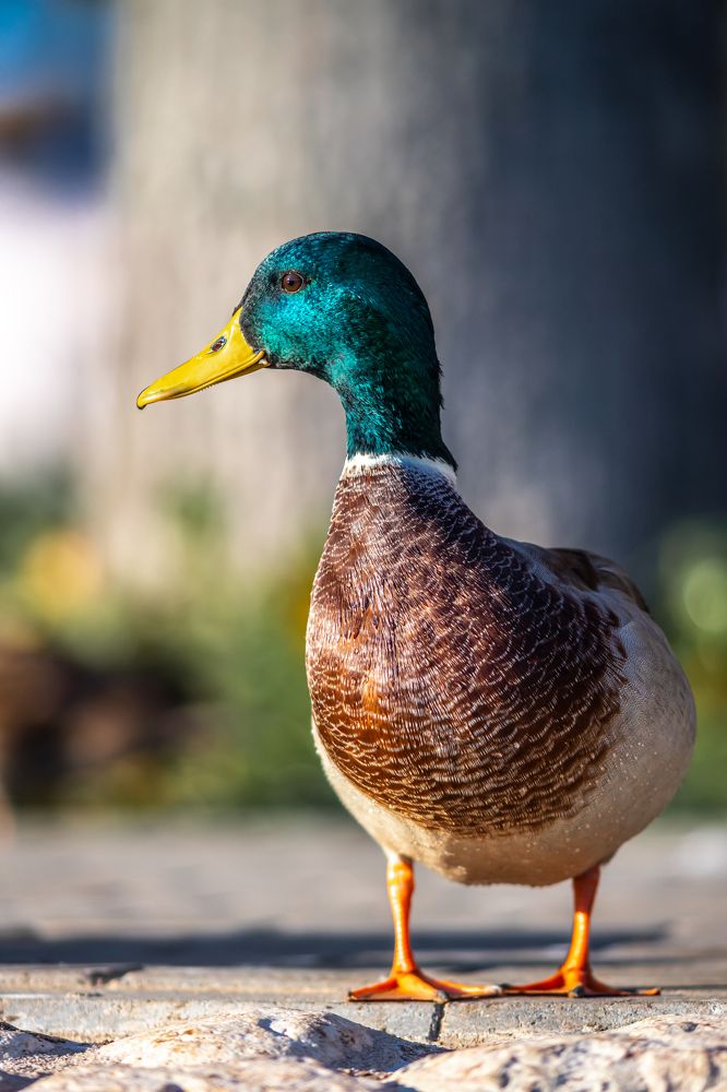 Фотография автора  Роман