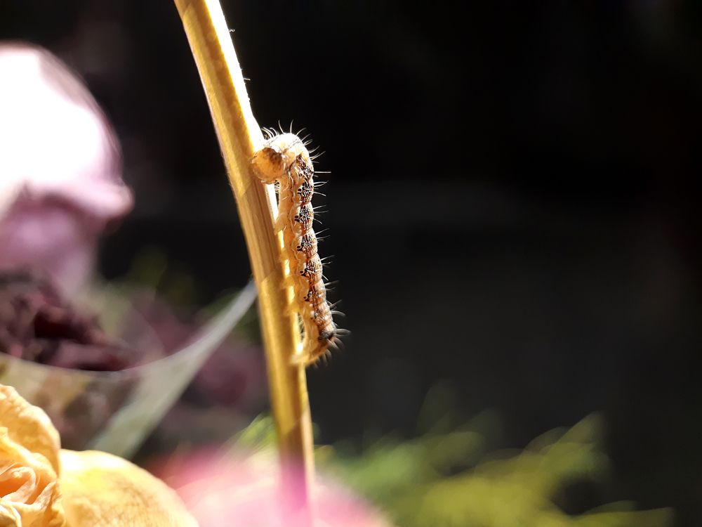 Photograph by Inessa Botasheva