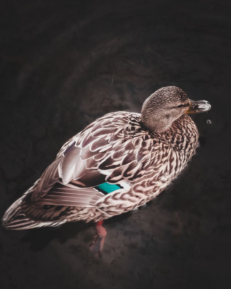 Photograph by Michael Deligan