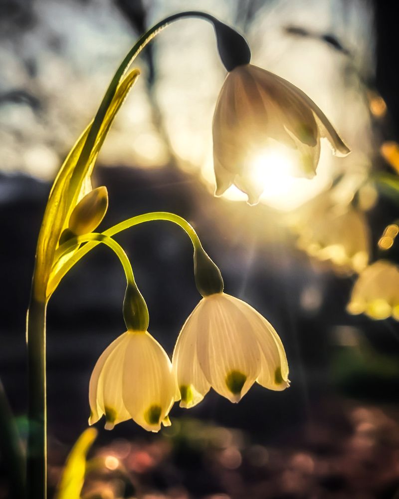 Photograph by Michael Deligan