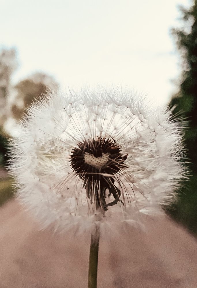 Фотография автора Олеся Шипихина