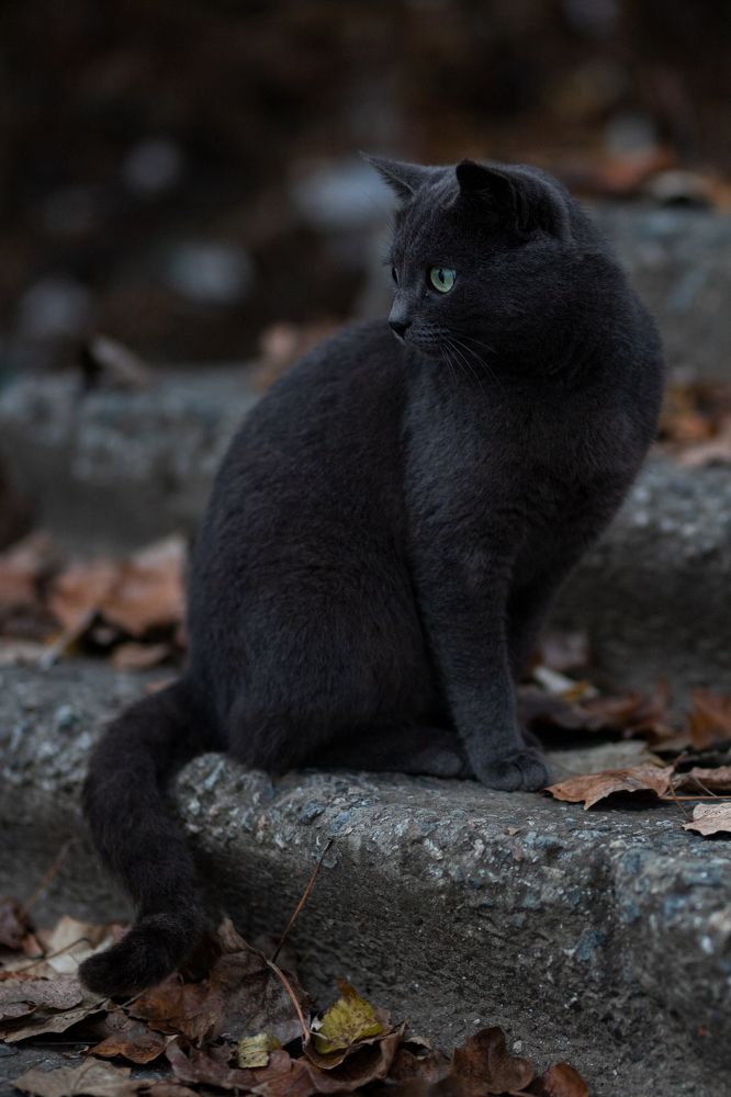 Фотография автора Александр Нестеренко