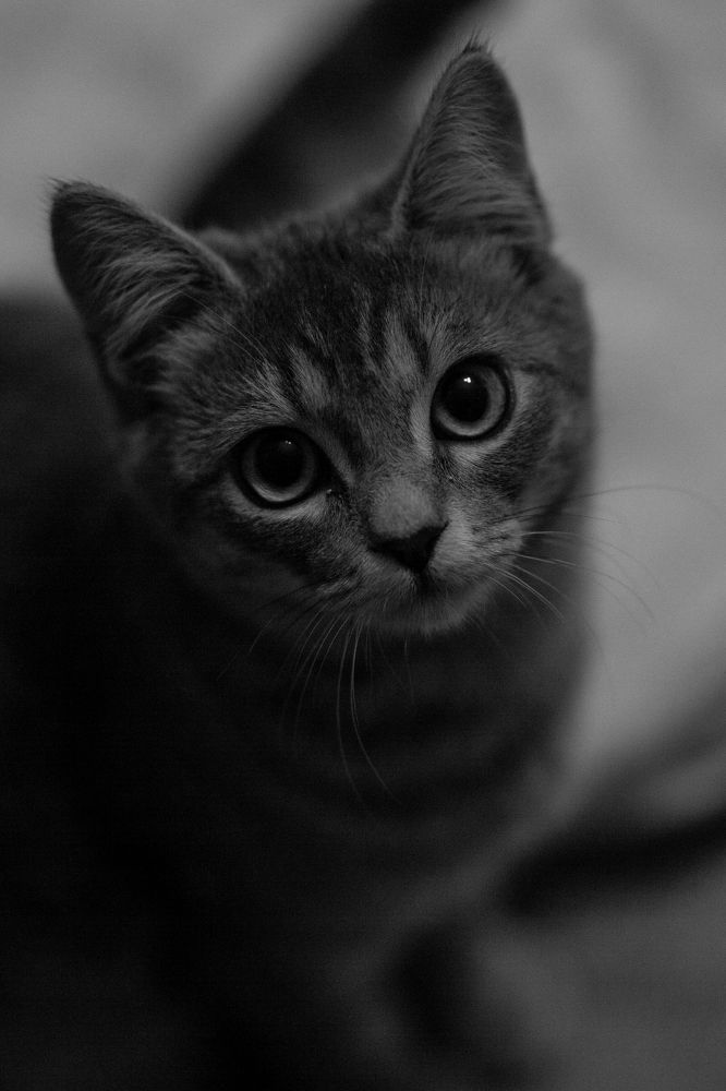 Фотография автора Александр Нестеренко