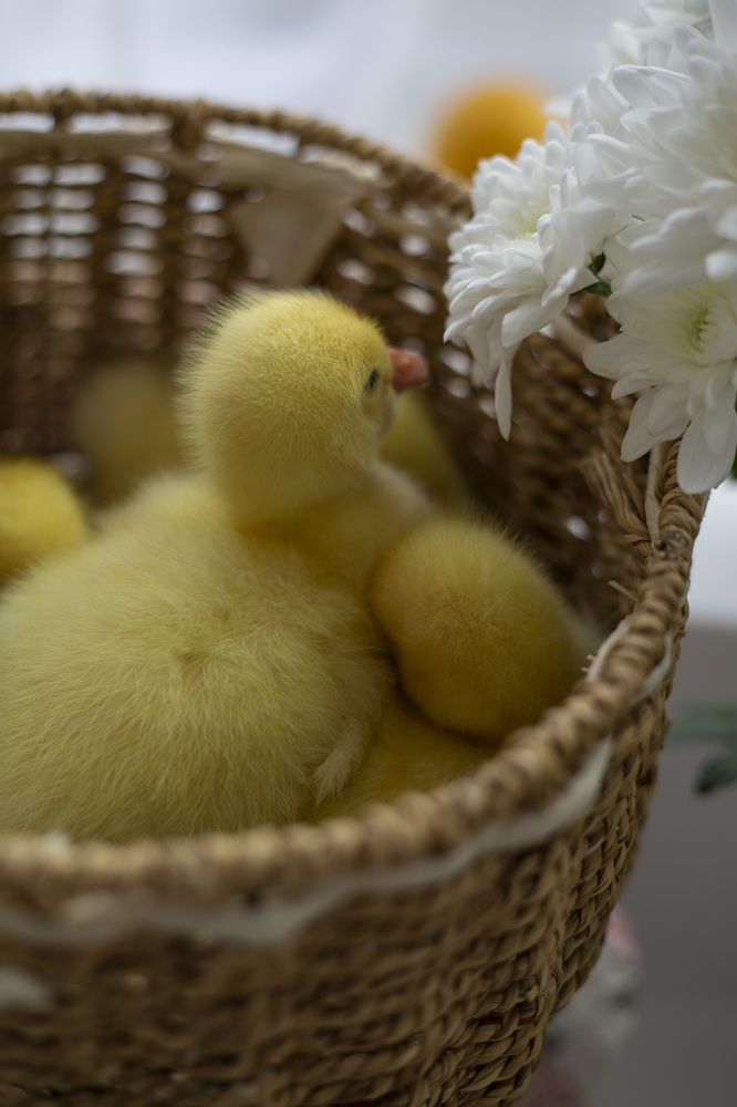 Photograph by Rita Silver