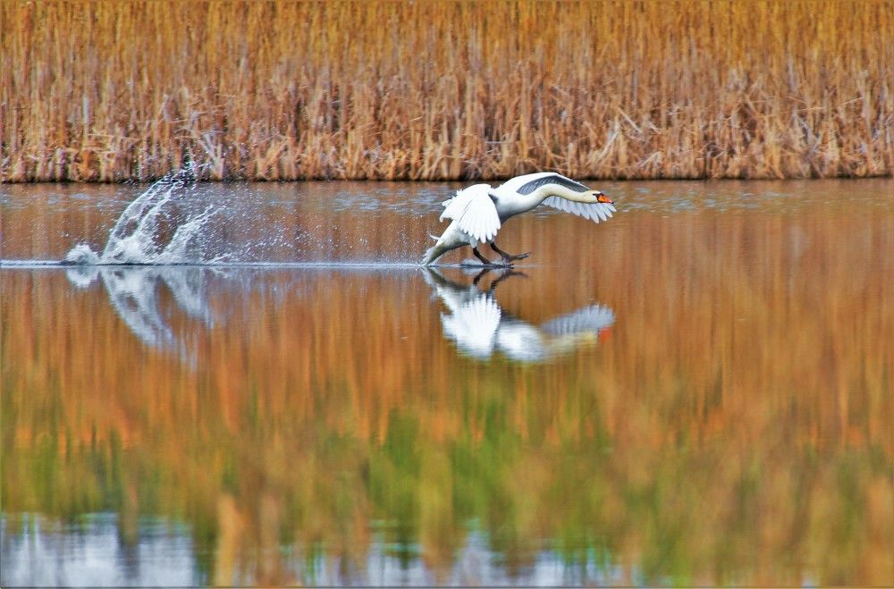 Лебедь Шипун.