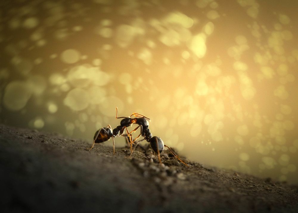 Photograph by Radoslav Sviretsov