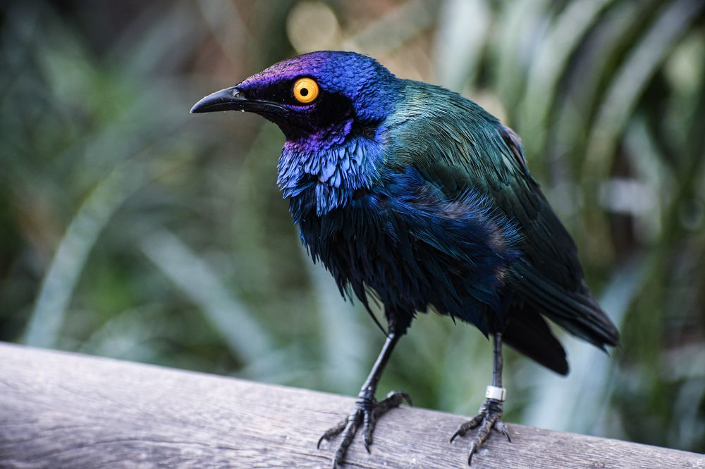 Фотография автора Liliana Cancino Abregu