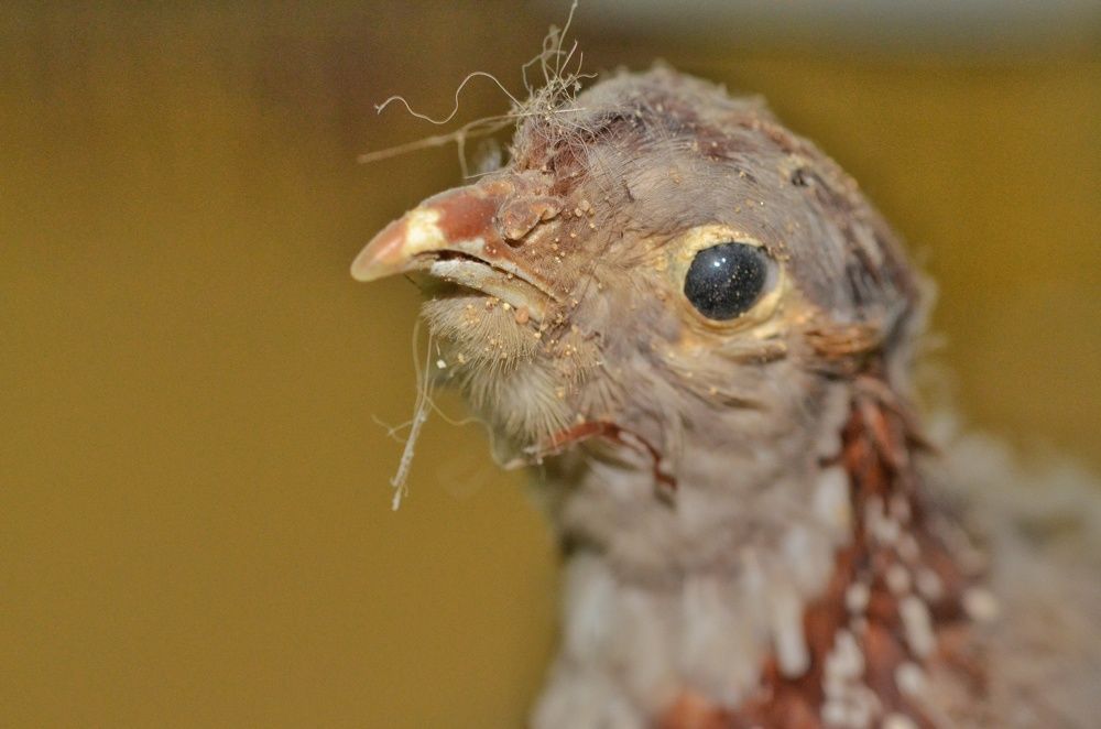 Photograph by Idir Bouaicha