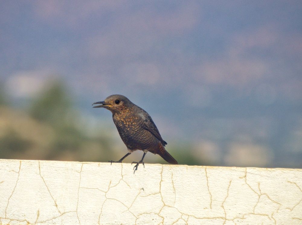 Photograph by Idir Bouaicha