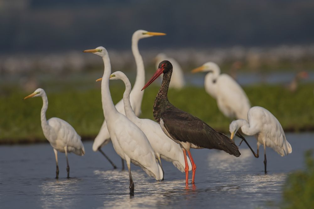 Photograph by Krzysztof Korc