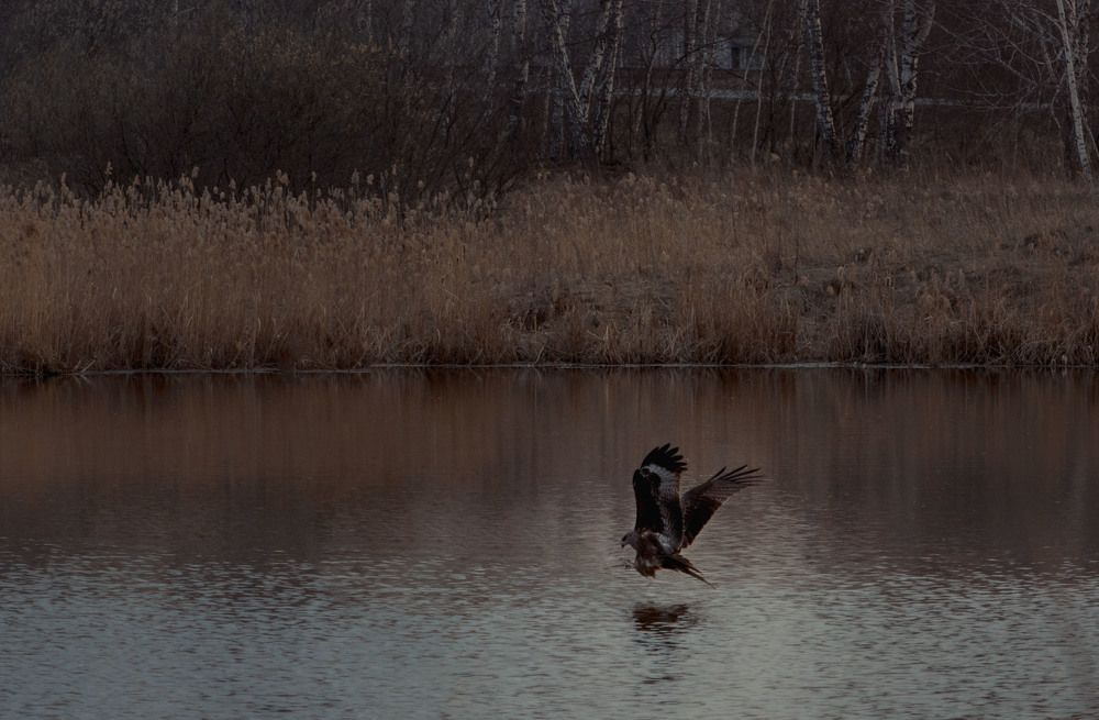 Photograph by Юлия Лушникова