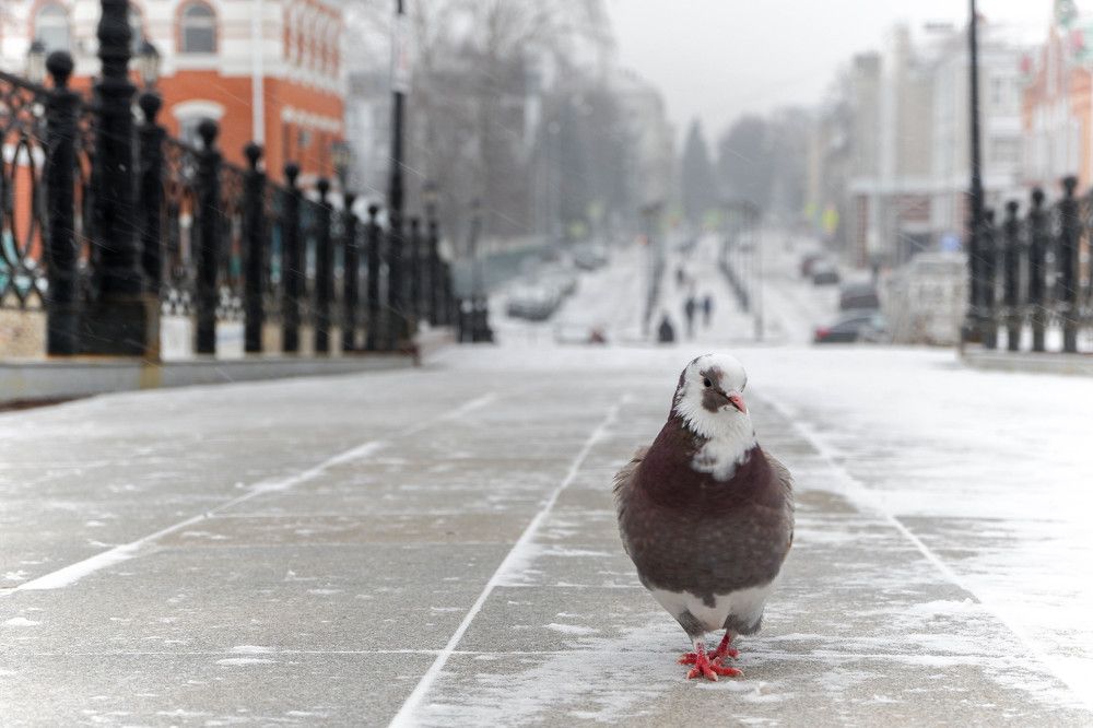 Photograph by Юлия Морозова