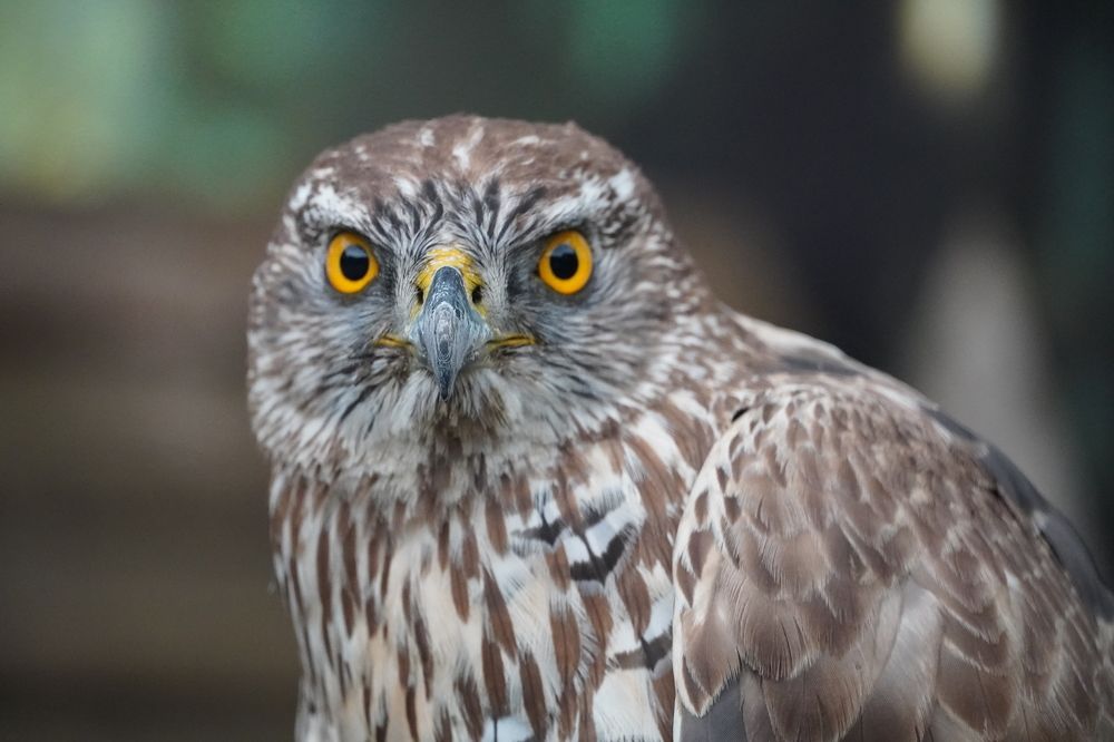 Photograph by Денис Гончаренко