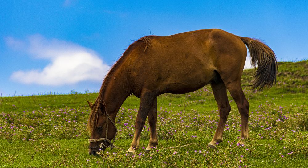 Photograph by Alex Kalpus