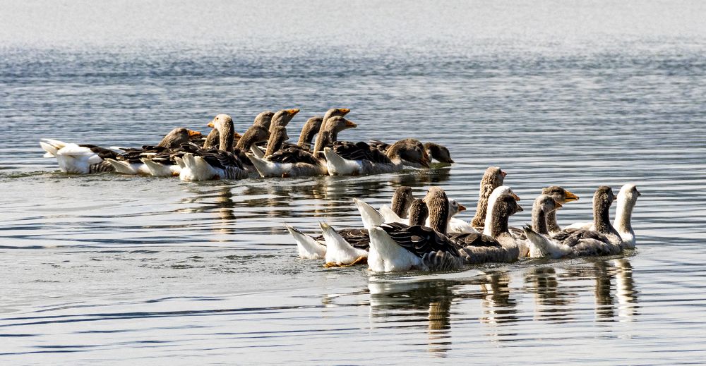 Photograph by Alex Kalpus