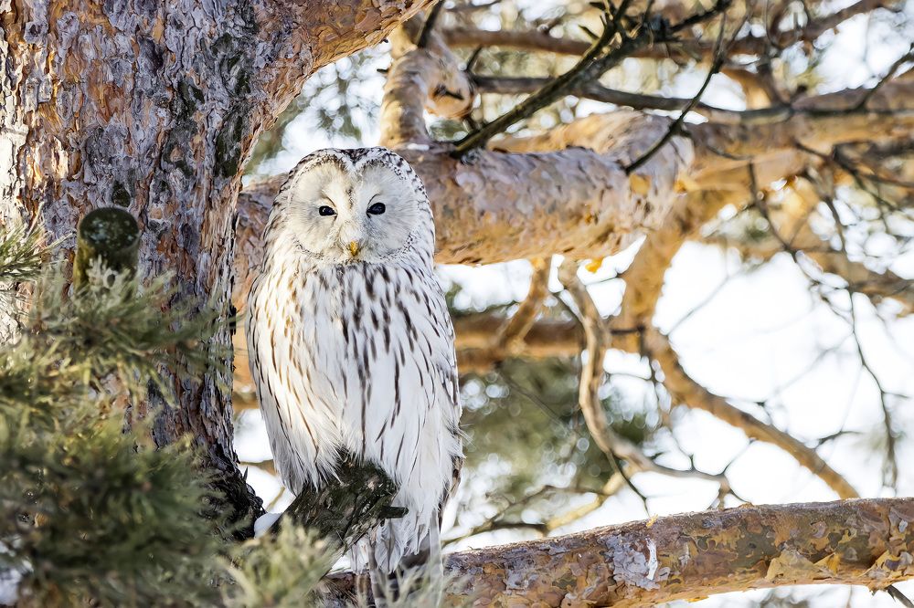 Photograph by Ирина Лисовец