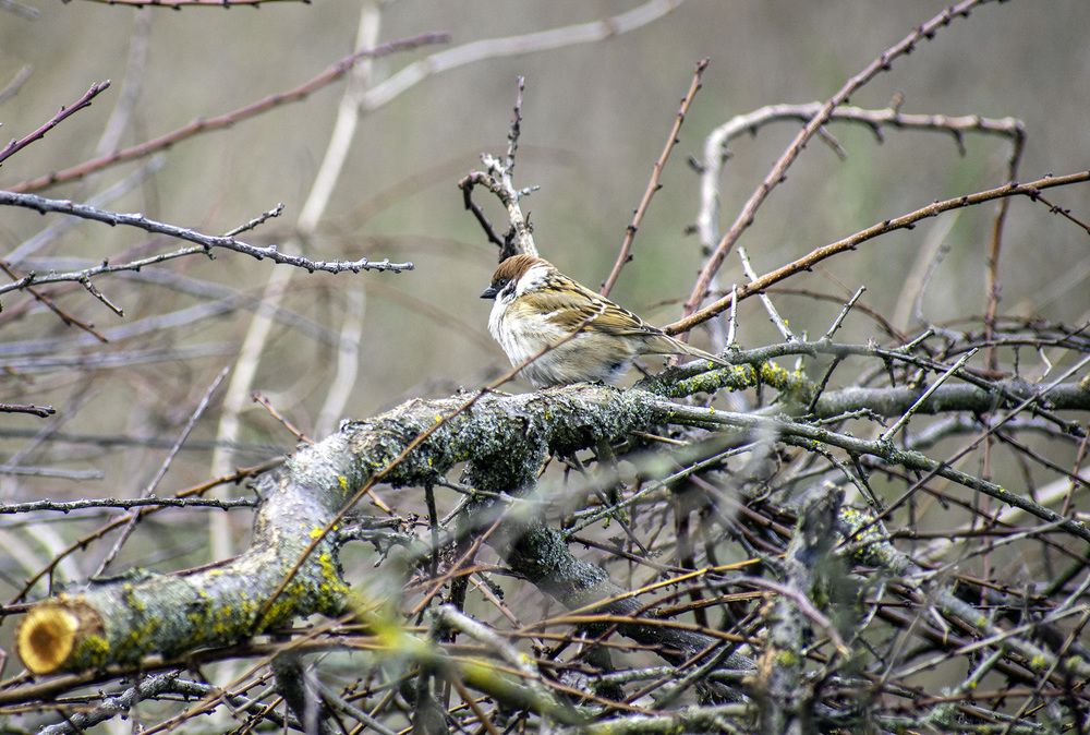 Фотография автора Андрей Гордиенко