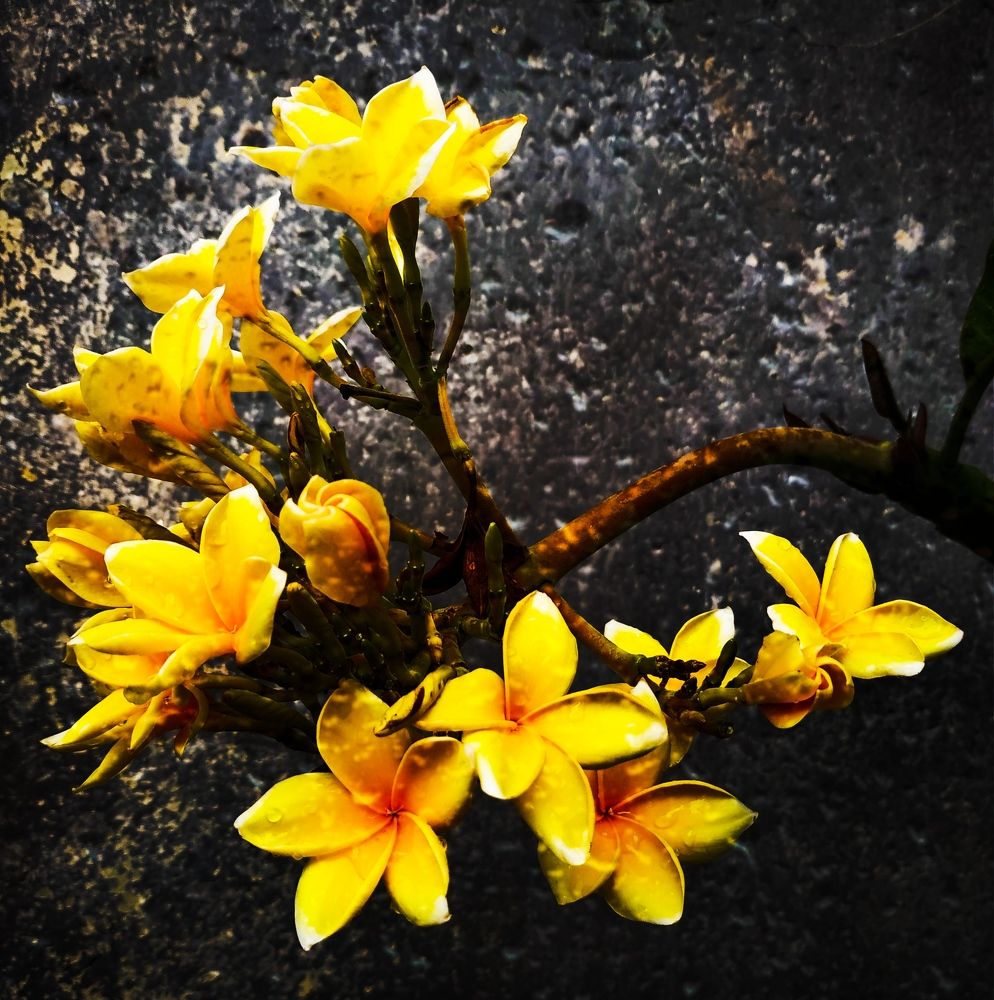 Photograph by prazzt boedhi