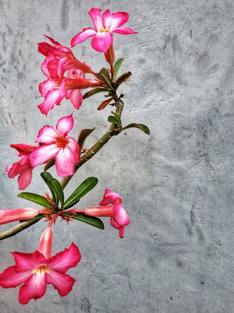 Photograph by prazzt boedhi