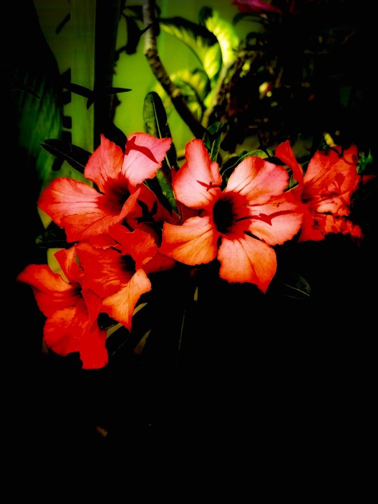 Photograph by prazzt boedhi