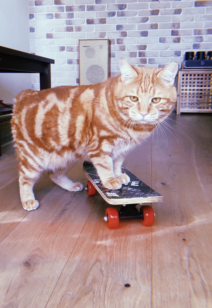 Фотография автора Ольга Шкотова