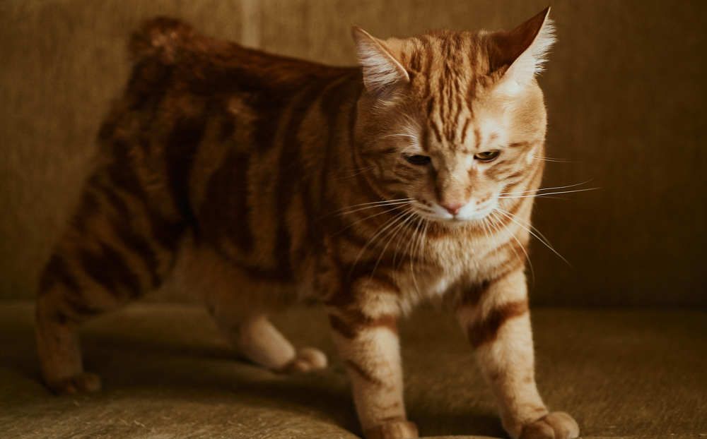 Фотография автора Ольга Шкотова