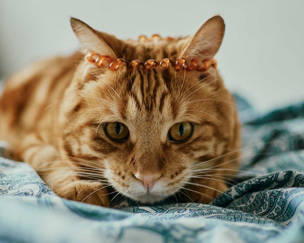 Фотография автора Ольга Шкотова