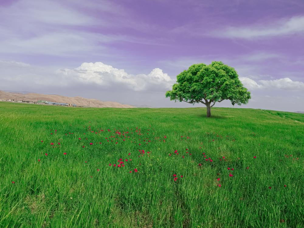 طبیعت رنگی