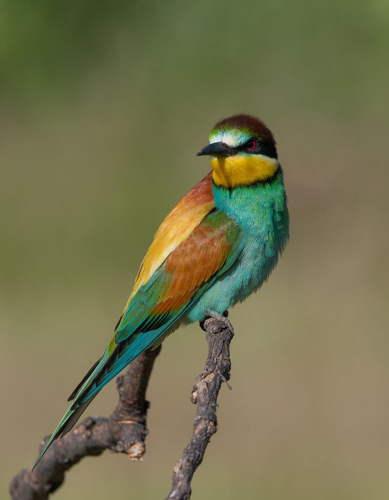 Photograph by Luis Miguel Rivas