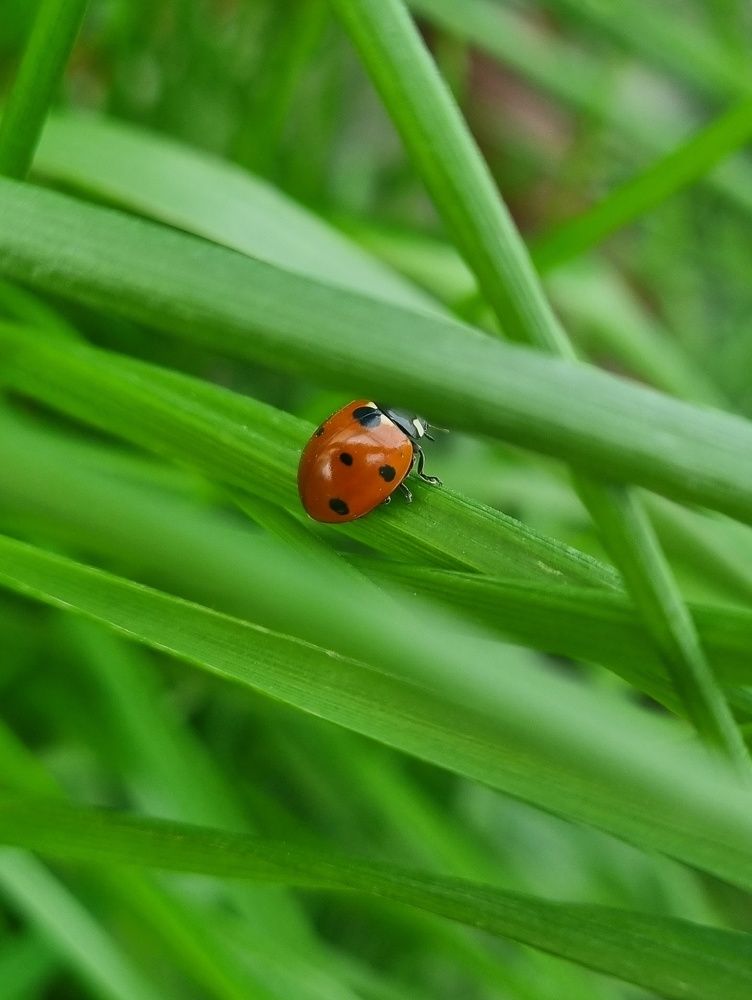 Photograph by Ирина Герлин