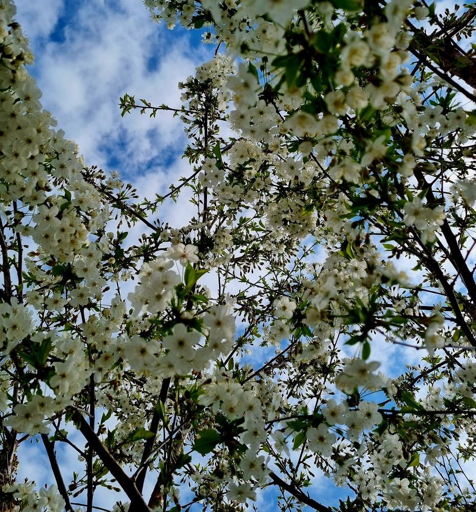 Photograph by Ирина Герлин